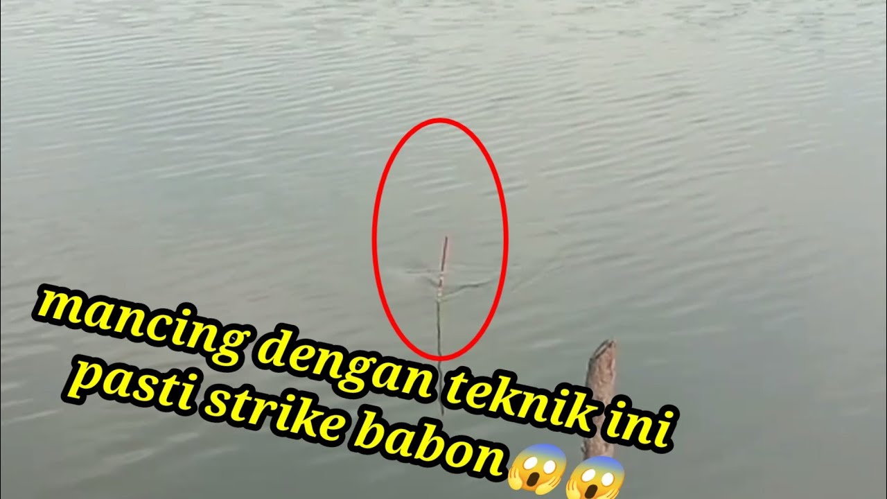 mancing pake teknik ini pasti strike babon//mancing nila lobang//up 1,5kg
