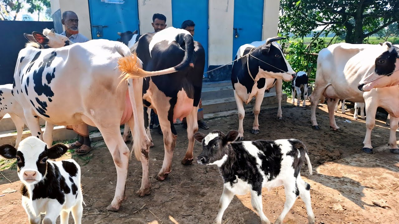 ২২/০২/২৬/ বাচ্চা সহ ২০_২৫ লি: দুধের ফিজিয়ান গাভী গরুর কালেকশন সোনাইচন্ডি গরুর হাট থেকে #cow 