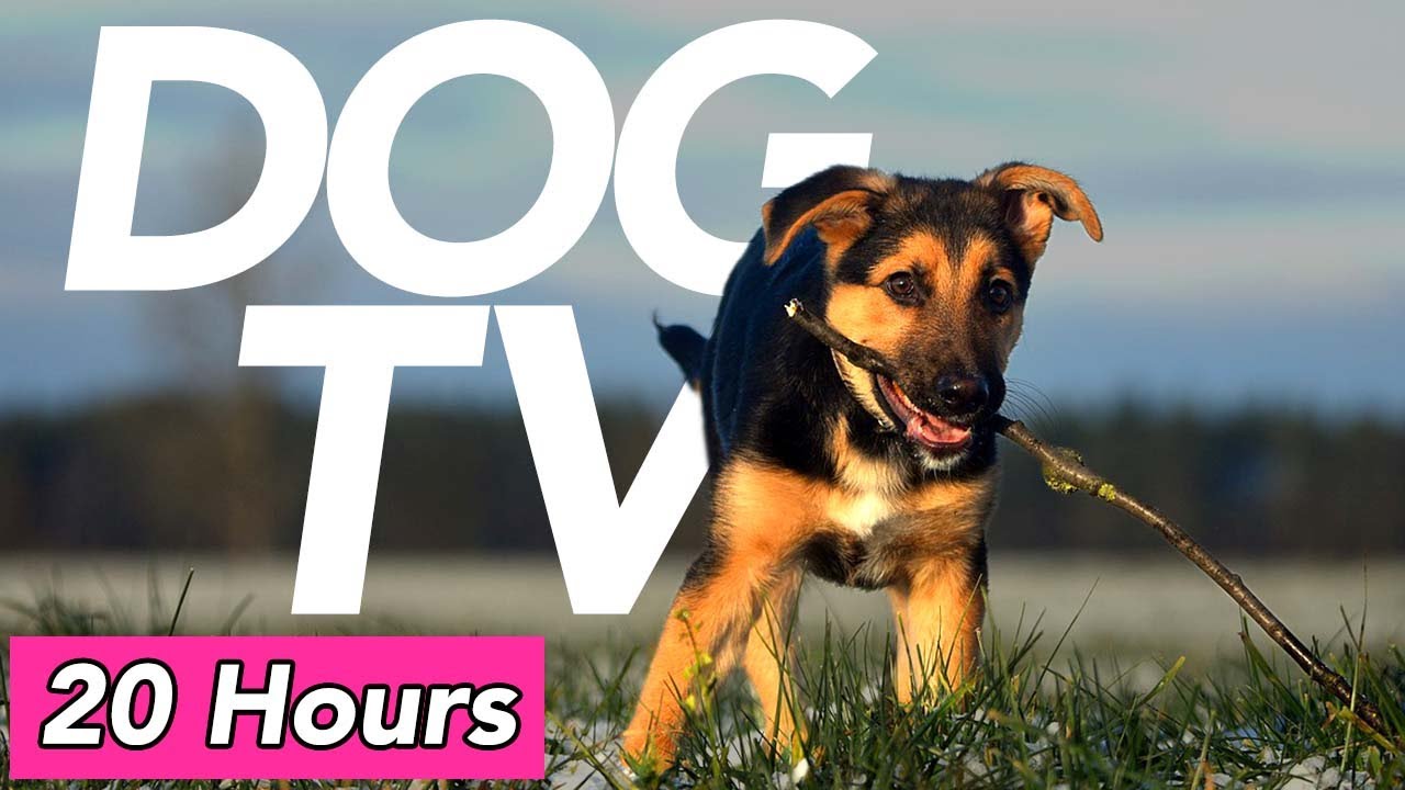 DOG TV - Beach and Forest Exploration Video for Dogs! (20 Hours)