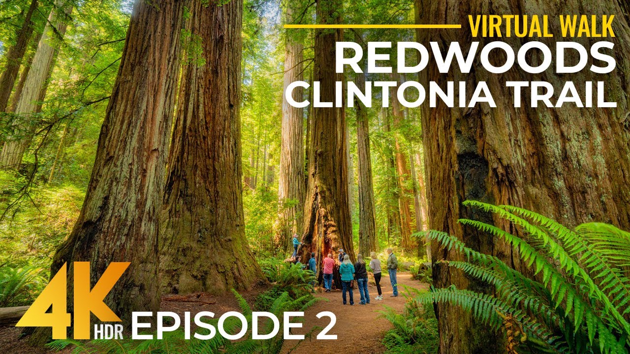 4K Calm Ambience of Redwood Forest + Real Nature Sounds | Hiking Clintonia Trail, California - #2