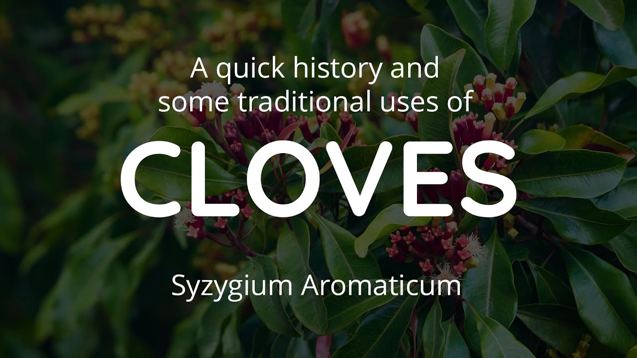 Clove &mdash; Syzygium Aromaticum &mdash; History and Traditional Uses