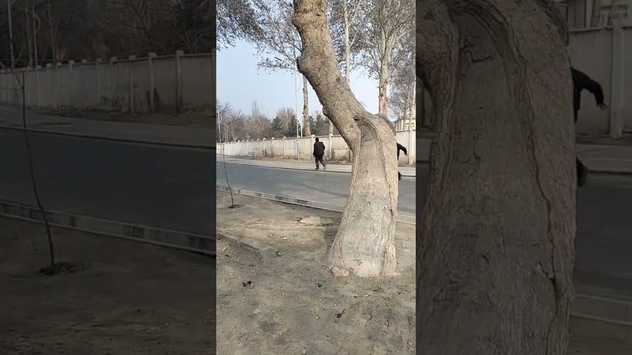 ҚЎҚОНДА ДОМЧИЛАР МАФИЯСИ ДАРАХТЛАРНИ ҚИРИБ ТАШЛАМОҚДА