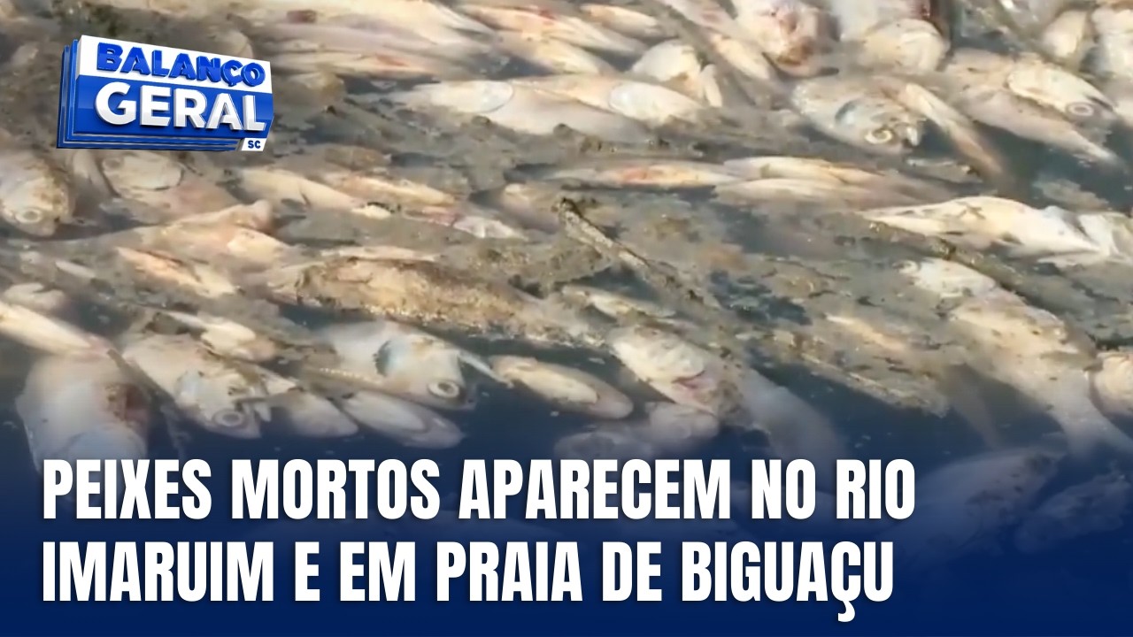 Peixes mortos são encontrados no Rio Imaruim e na Praia de São Miguel