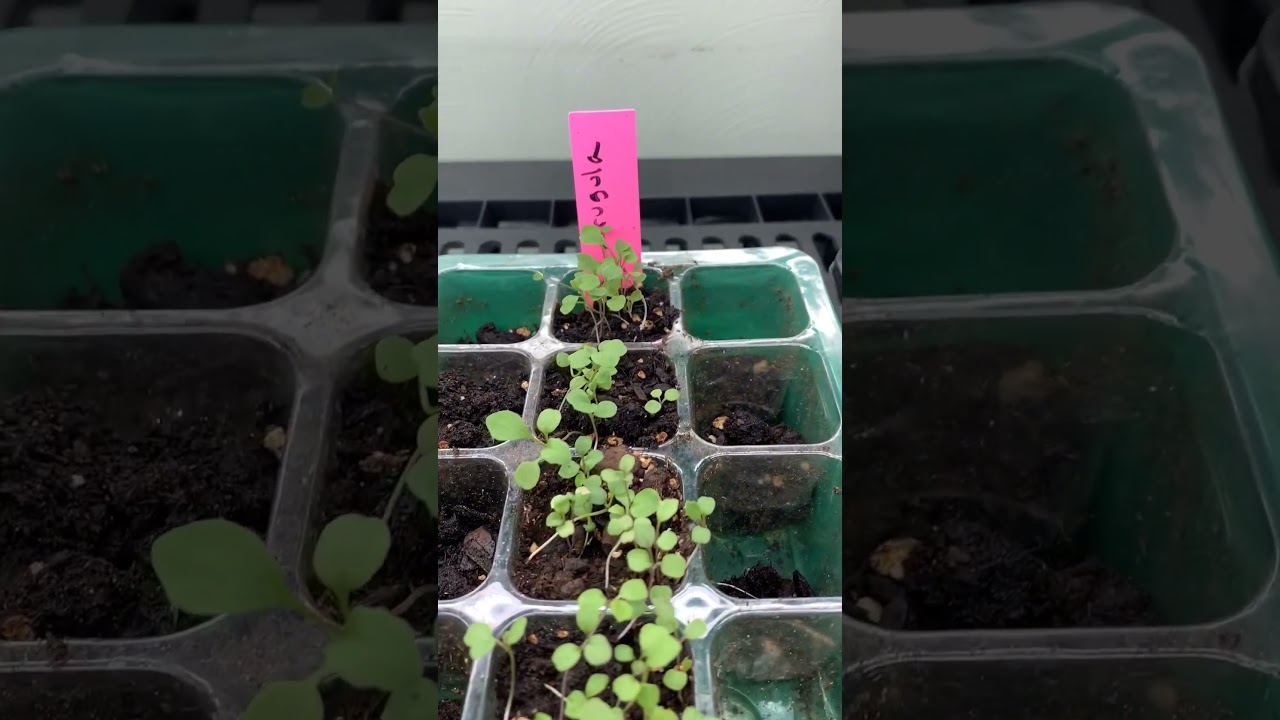 How to know when your seedlings are ready to be transplanted