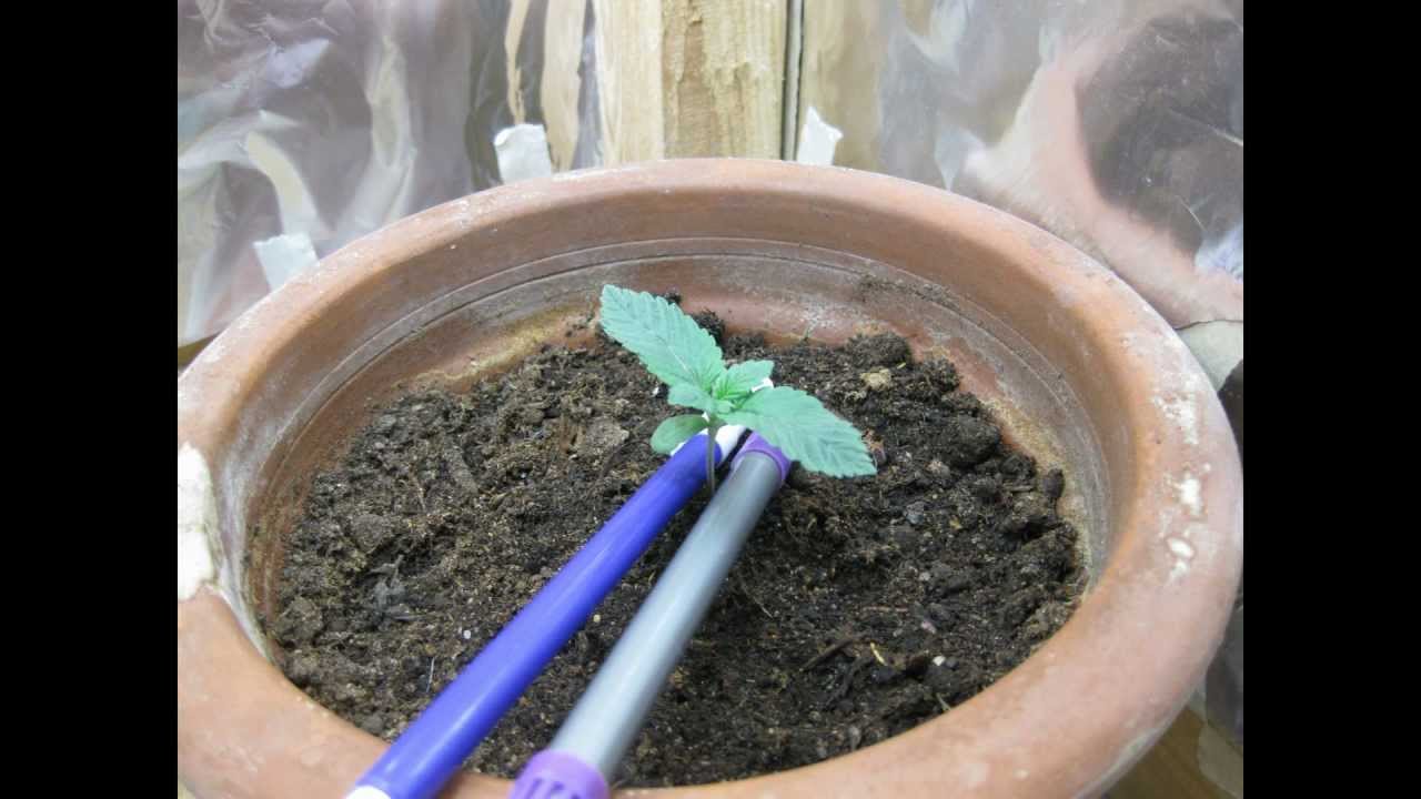 First indoor grow, day 5