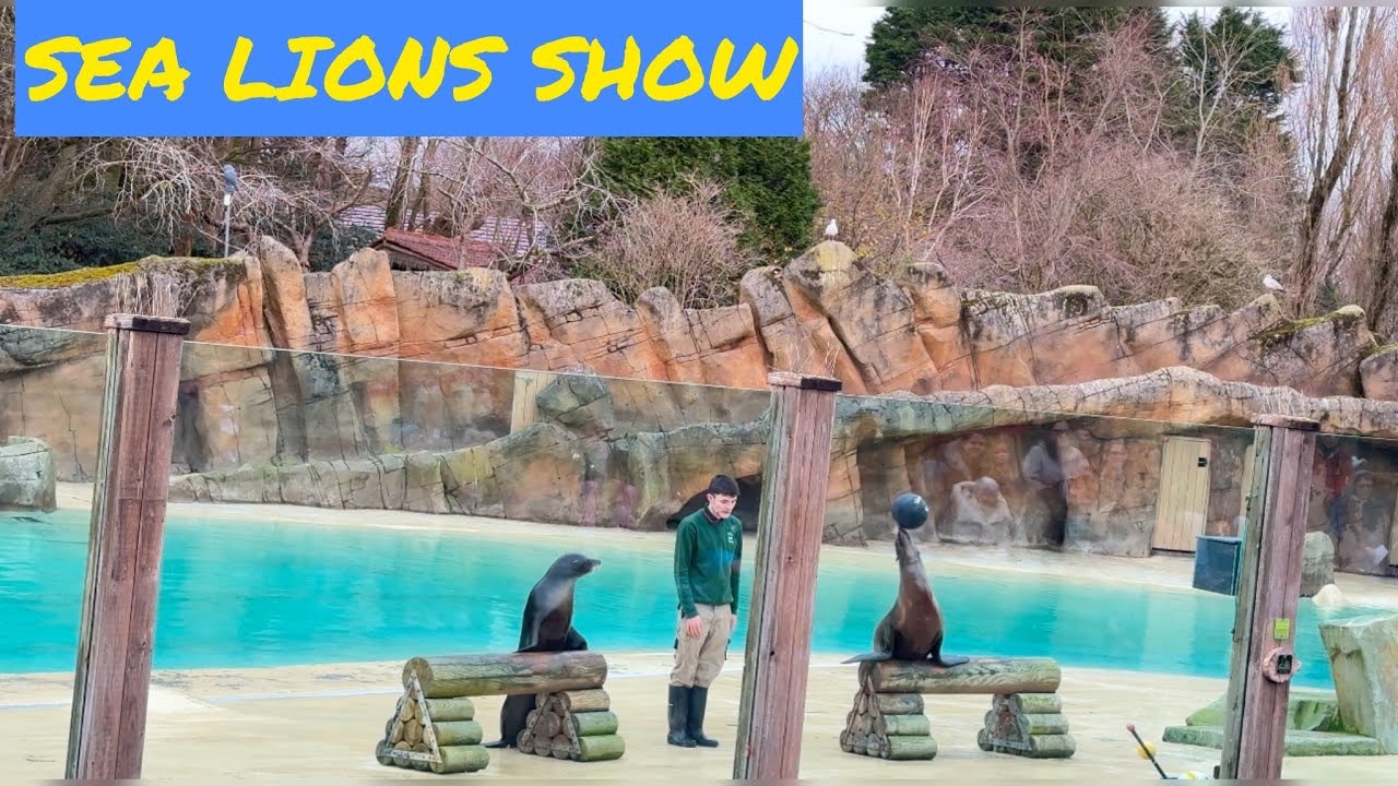 Sea Lions Show | Blackpool Zoo |