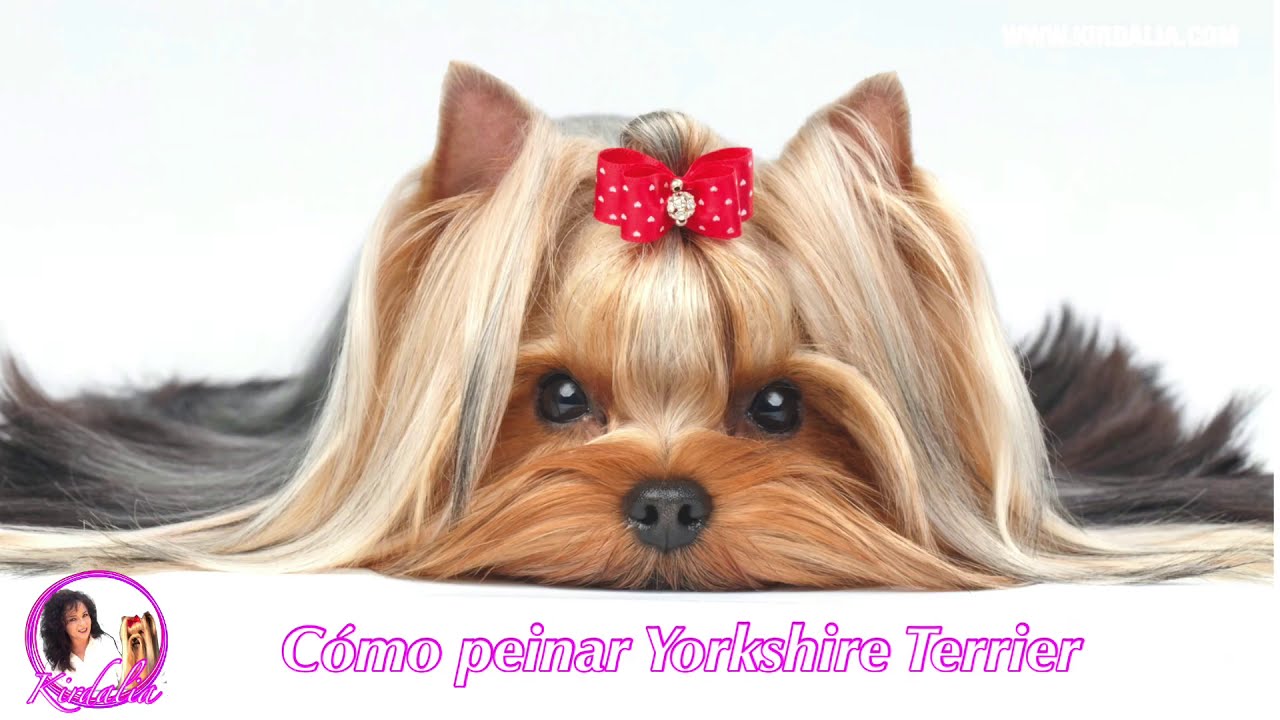 Cómo PEINAR al Yorkshire, recogido básico