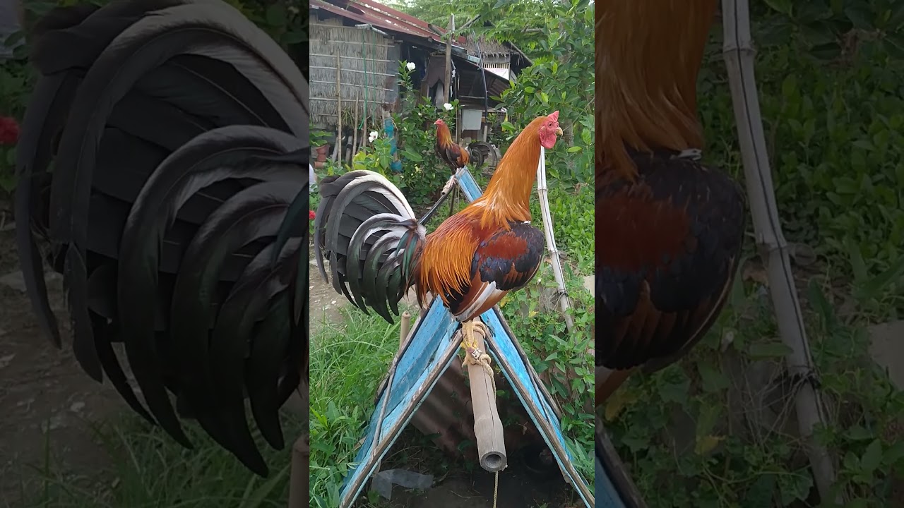 golden boy brood stag 🐓🐓🐓