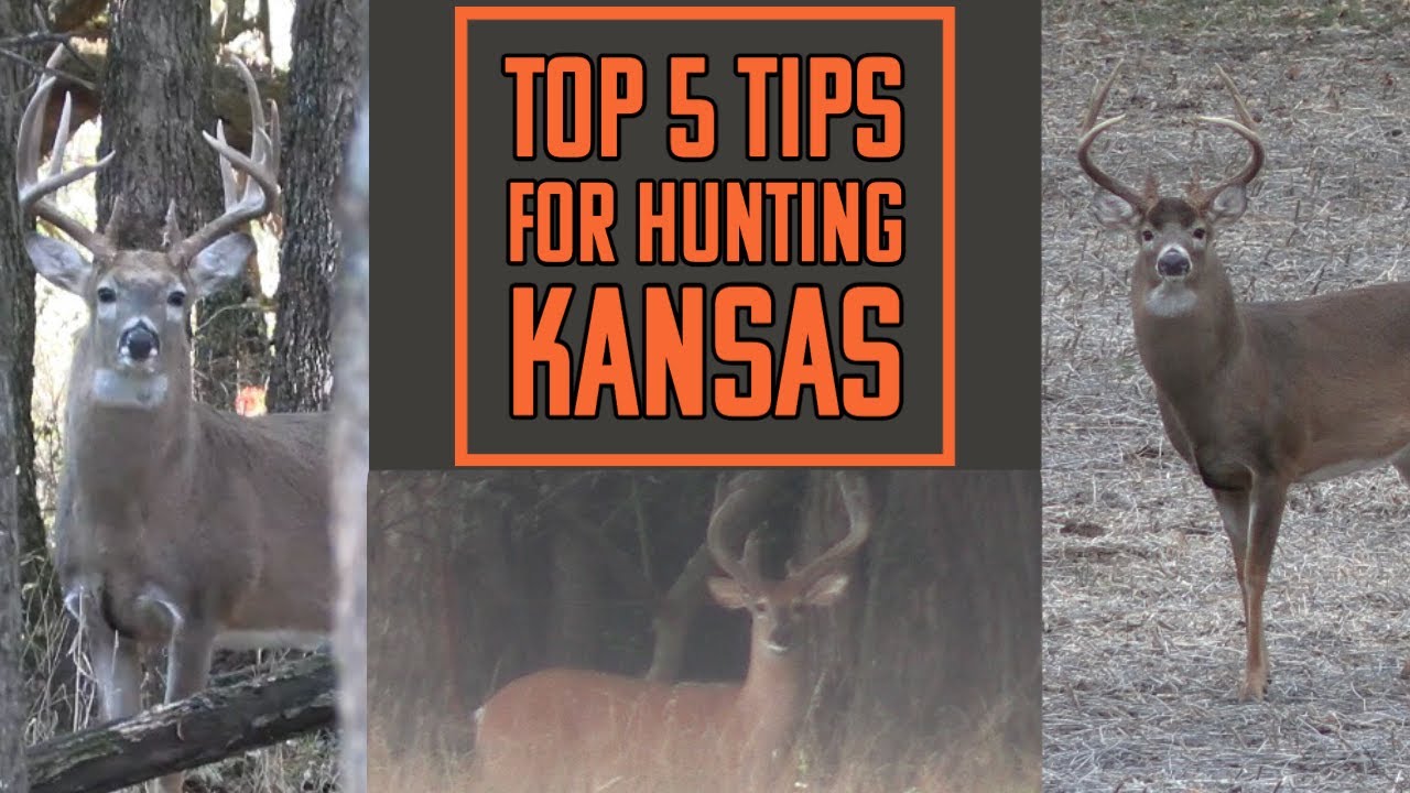 Top 5 Tips for HUNTING KANSAS