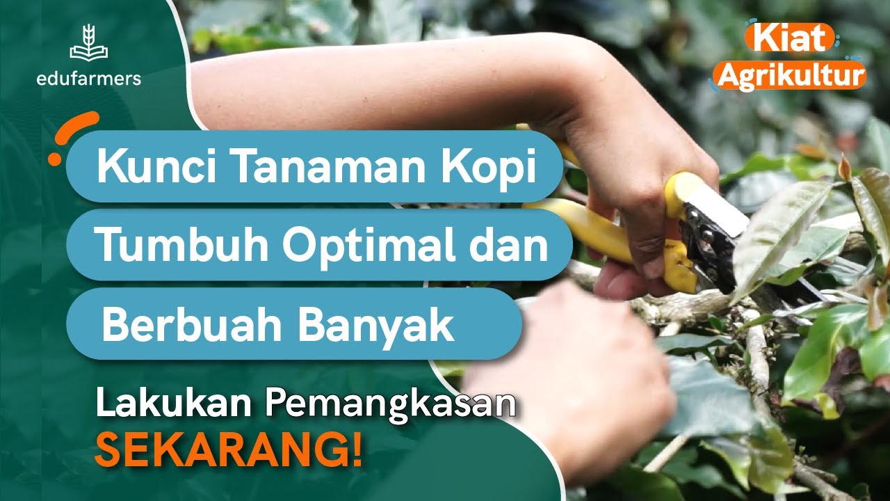 Tutorial Pemangkasan, Tanaman Kopi Tumbuh Produktif, Subur, Panen Melejit!
