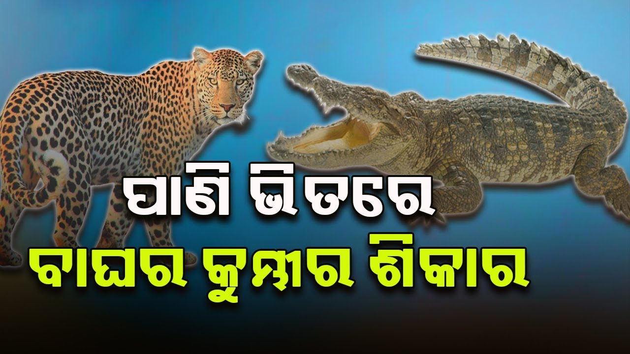 Amazing Strength! Jaguar Haunts Crocodile On River Bank || KalingaTv