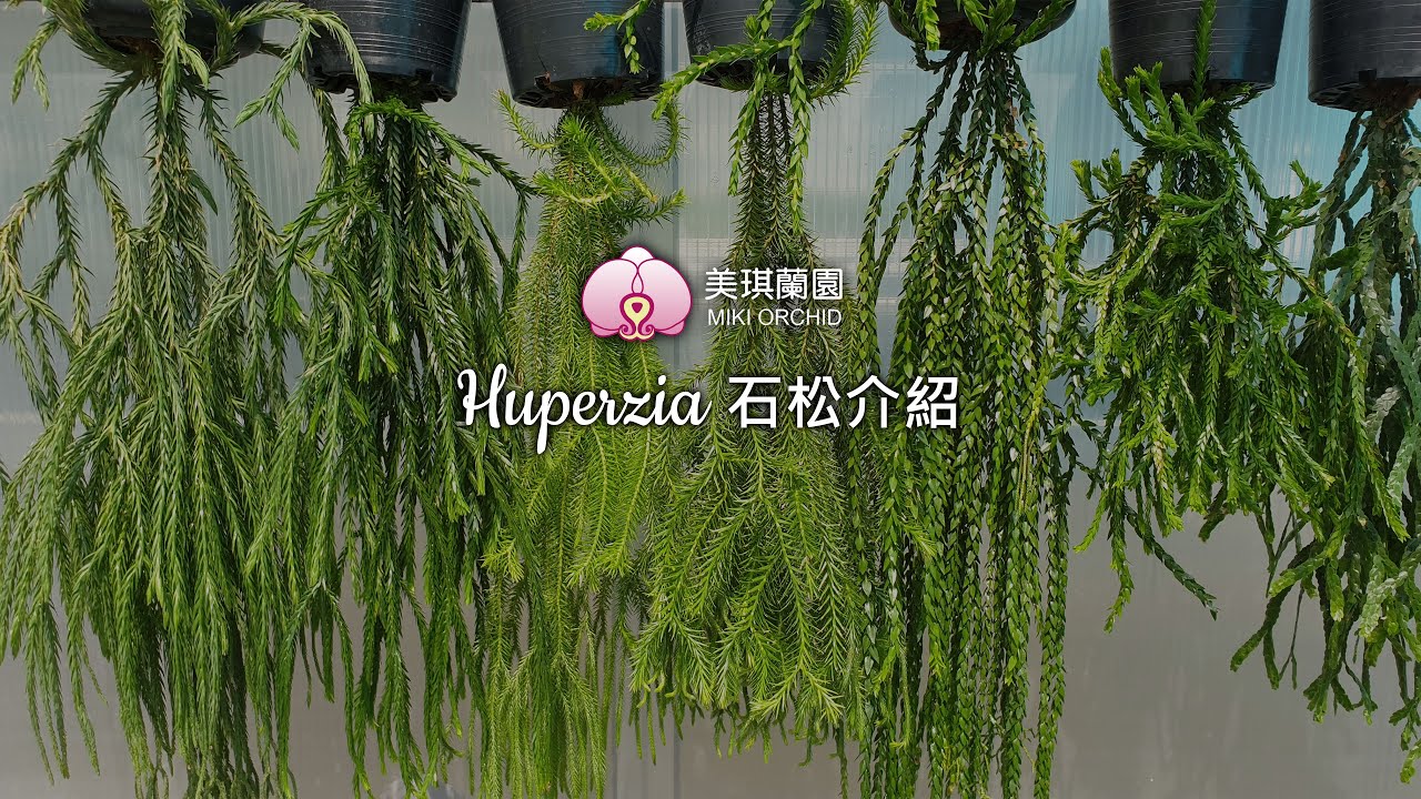 石松故事介紹 Huperzia