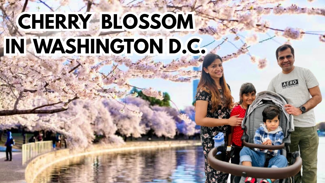 Spring Wonderland in Washington DC | Full Cherry Blossom Bloom 2025 | ItsSupriyas Life