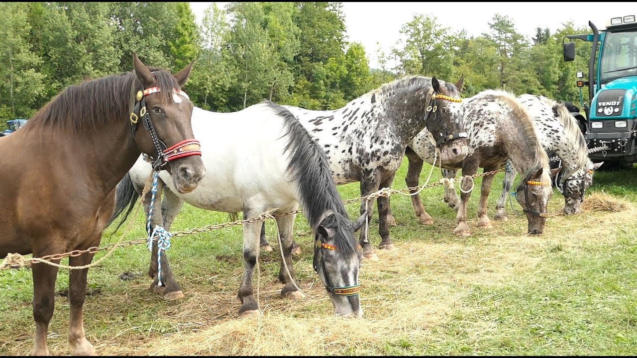 Los-Drama bei Pferdeverlosung am Pferdemarkt :/
