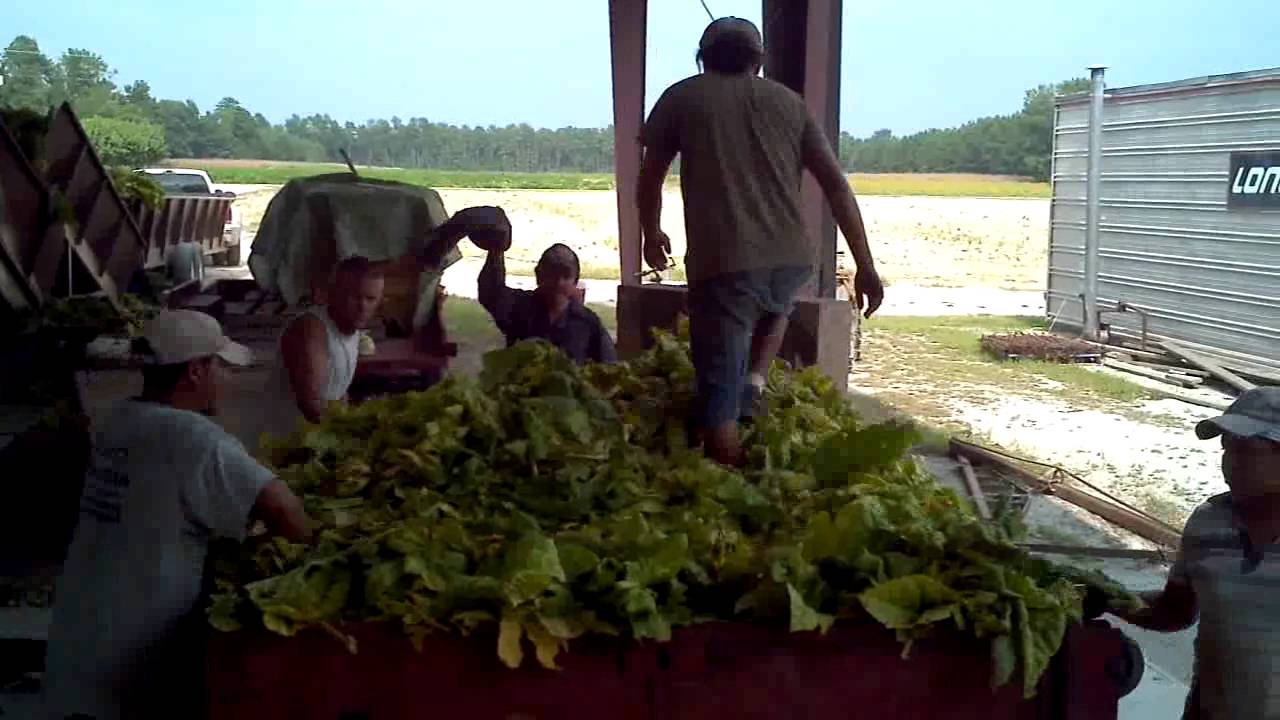 Barning flue cured tobacco 3