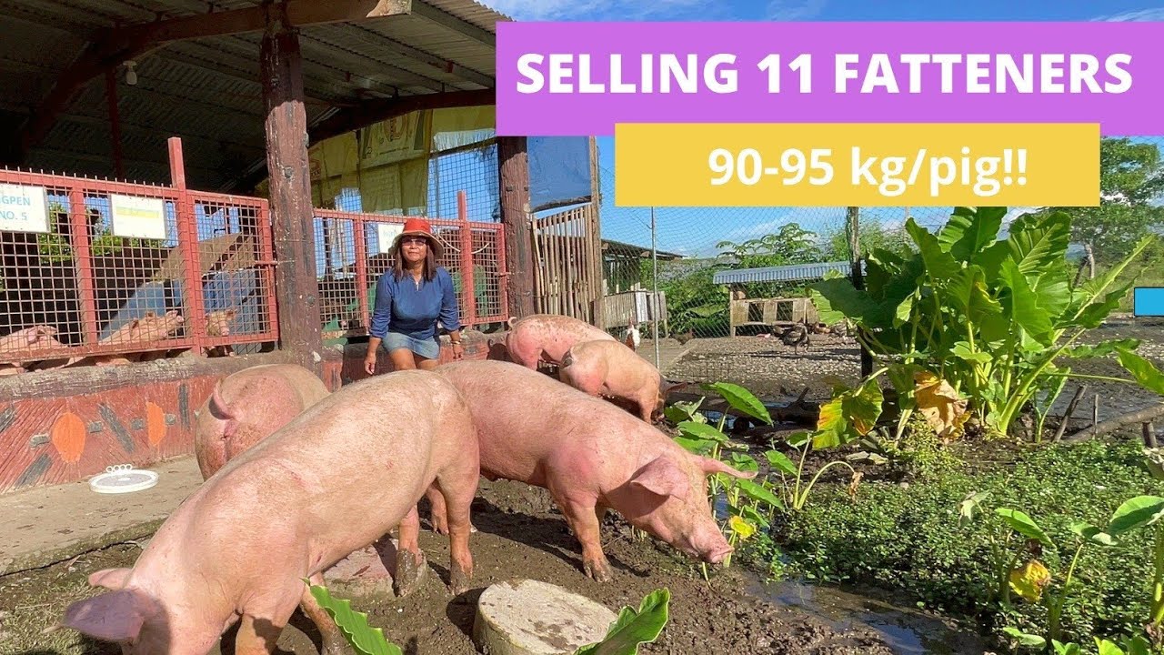 PAGBENTA SA 11 FATTENERS (1,000kg!!) | Live Weight Update | Babuyang Walang Amoy