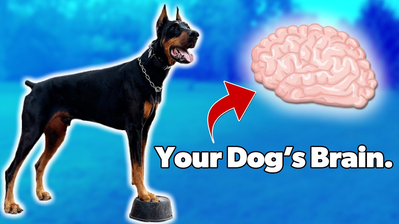 Dog Mental Stimulation | 3 SIMPLE & FUN Brain Games