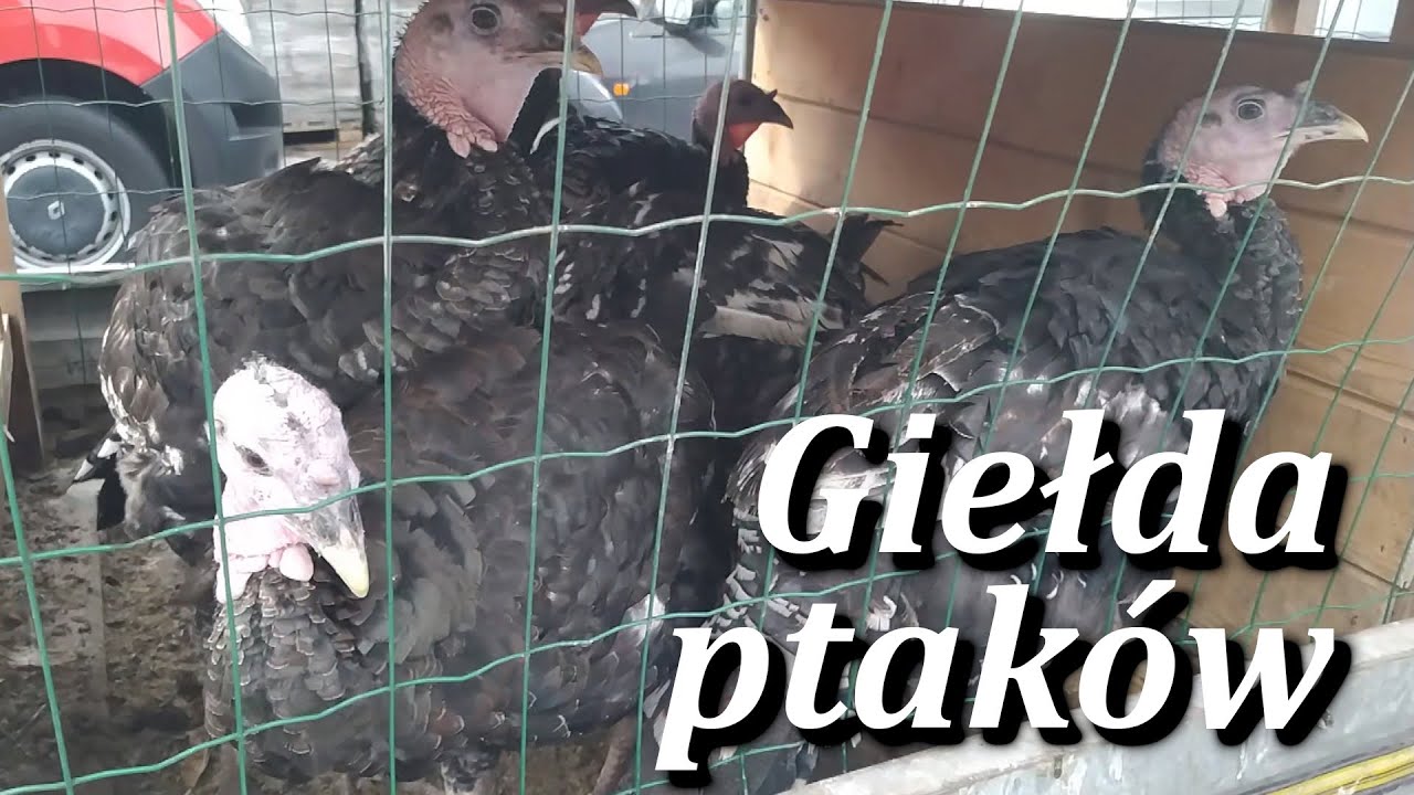 Pszczyńska giełda ptaków 18.09.2022