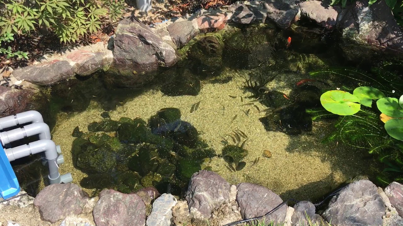 ビオトープ  庭の池 タナゴ、あゆ、本モロコ、メダカなど