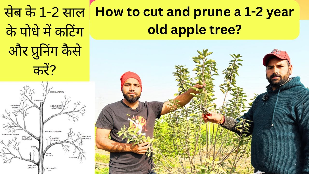 सेब के पेड़ों का प्रशिक्षण और छंटाई/Training and Pruning Apple Trees #jhn