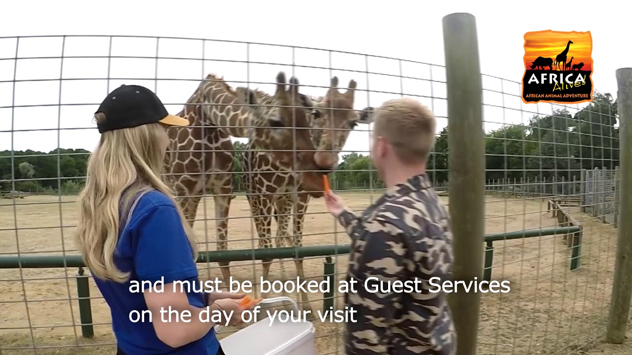 Giraffe Feeding Experience