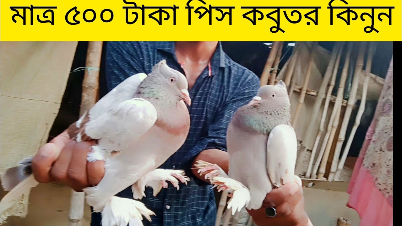 রাজশাহীর জনপ্রিয় কবুতর খামার আজিজুল ভাইয়ের। #sojib #pigeon #lover