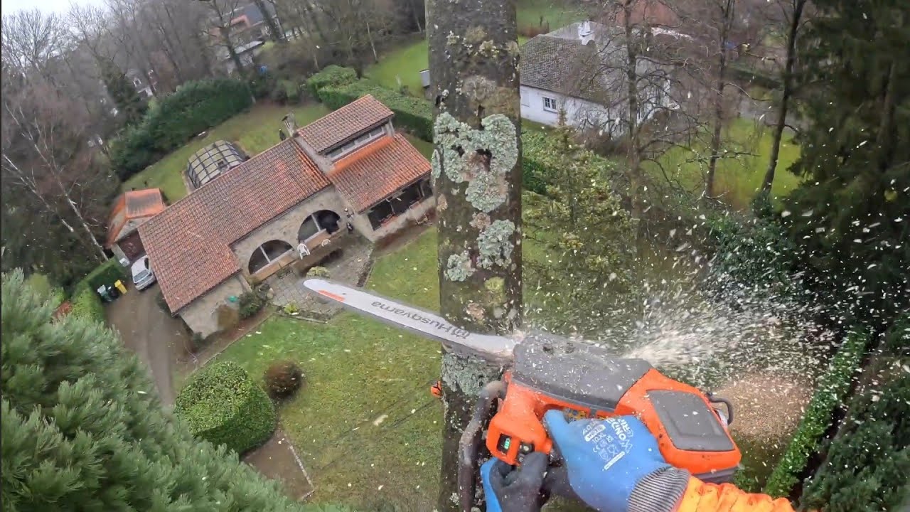 GROS DÉMONTAGE D'UN GRAND FRÊNE AVEC LA HUSQVARNA T540XP SUR BATTERIE