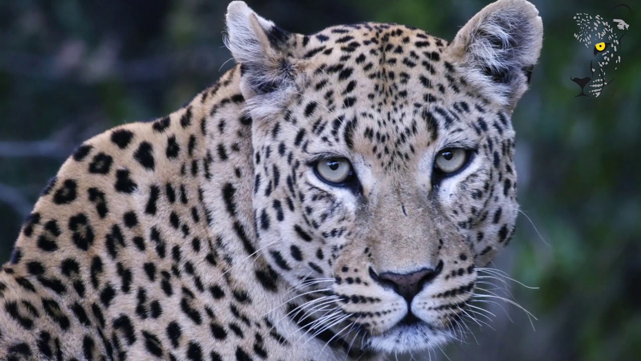 Okonjima and the Africat Foundation ... donate now and travel later ... shared by Inspiration Africa