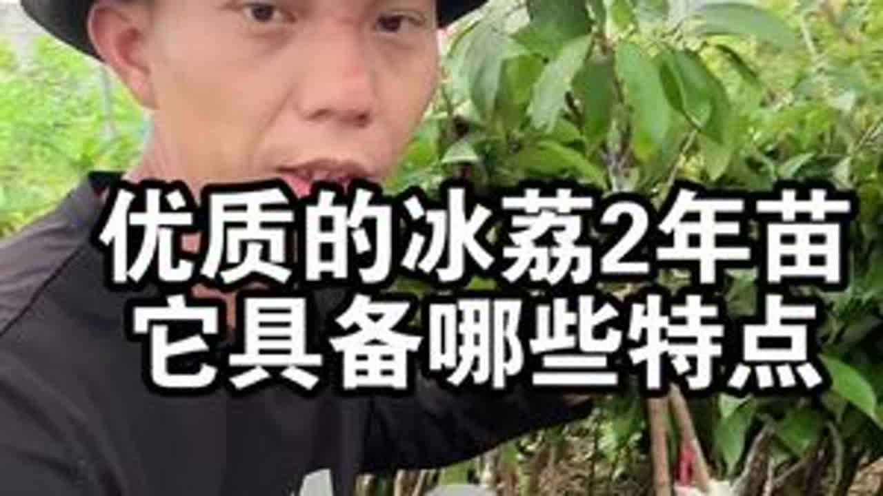 优质的冰荔荔枝2年苗，它具备哪些特点呢？ #荔枝苗 #冰荔 #果树种植