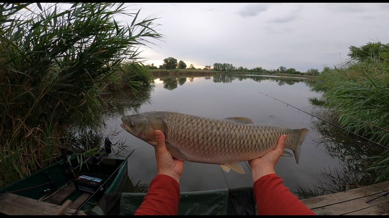 NÁDRÁGÓK - Amur horgászat Tószegen a Patkó tavon.