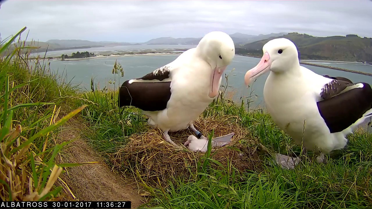 #RoyalCam 2017 highlights: Mum arrives back at the nest