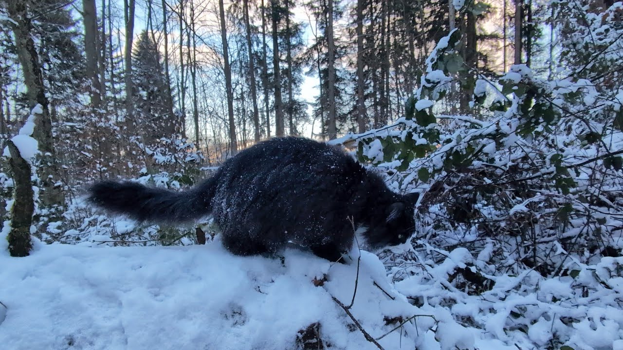 Norwegian Forest Cat: Odin in 