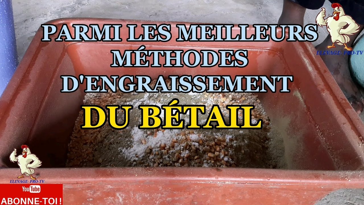 PARMI LES MEILLEURS MÉTHODES D'ENGRAISSEMENT DU BÉTAIL 2