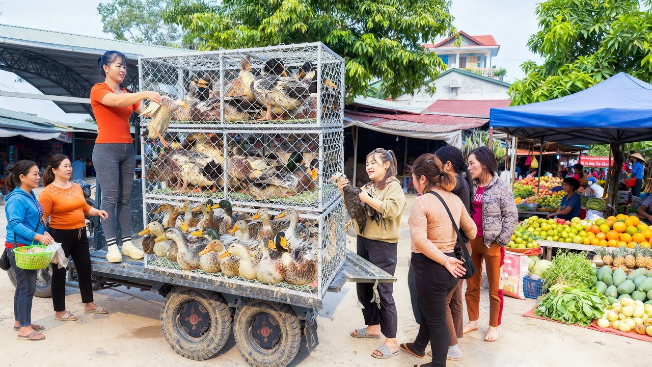 Harvesting Many Ducks Each 4KG, Use 3 Wheeled Truck Transport Duck Go To Market Sell