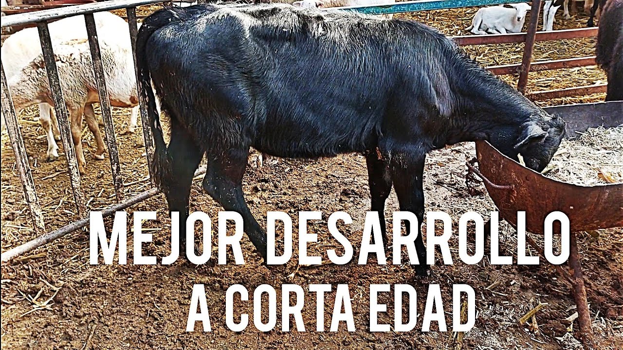 Becerras destetadas a los 3 meses || Mejor desarrolladas 😯