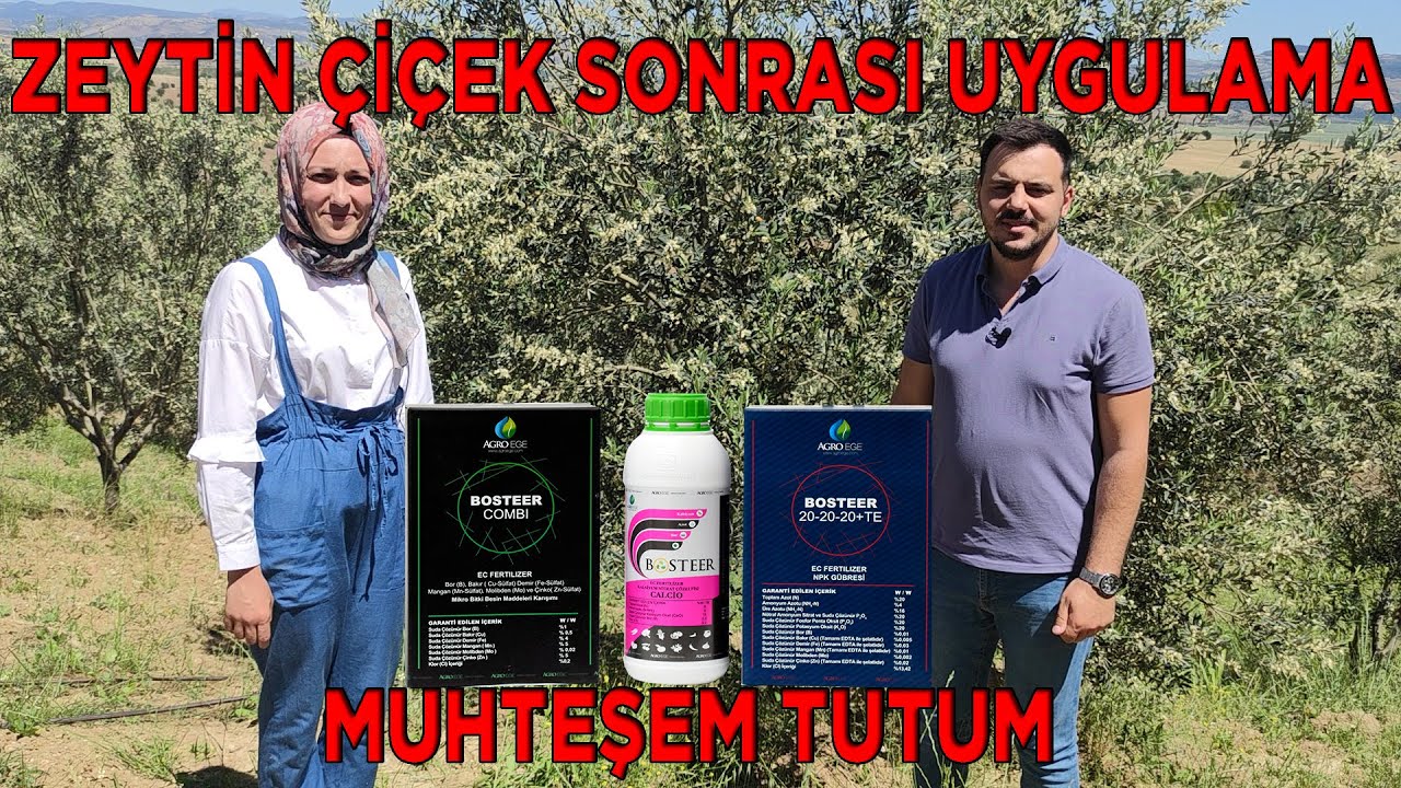 ZEYTİNDE ÇİCEK SONRASI KULLANILMASI GEREKENLER
