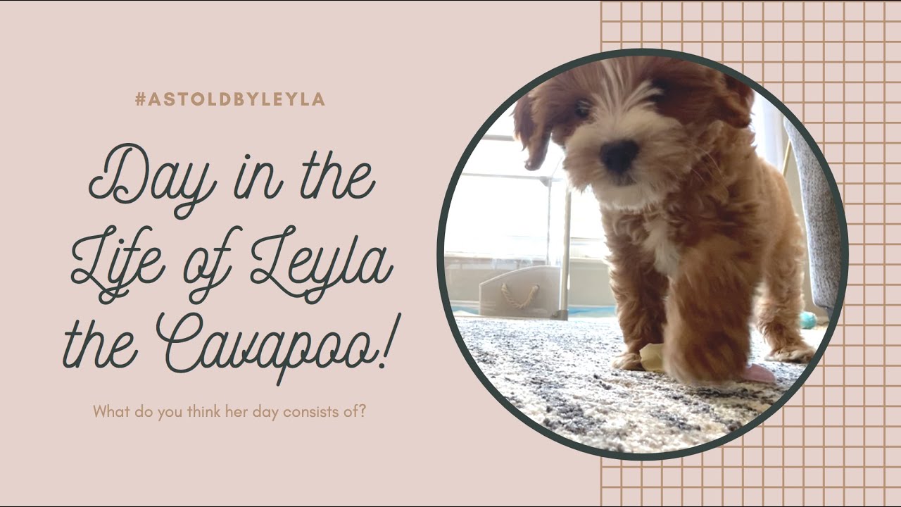 Day in the Life of Leyla the Cavapoo! #AsToldByLeyla
