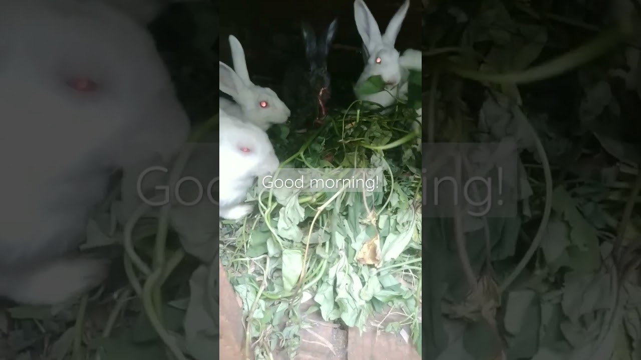 #bunnies