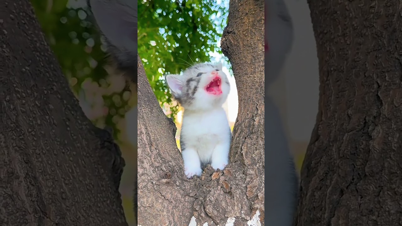 يريد مساعدة 😹#catshorts #cat #cute #catlover #cats
