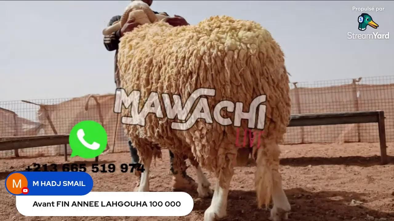 MAWACHI LIVE ll 12/10/2023 || اللقاحات عند الأغنام