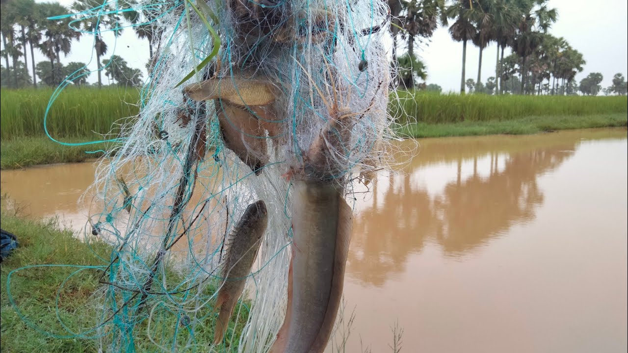 Net Fishing: How many fish that PU MENG get for this  time/Fishing Videos - PU MENG Fishing