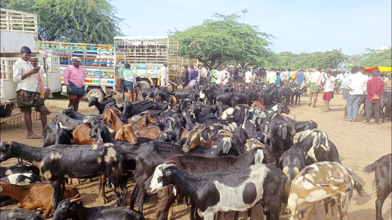 goat prices in pebbair market-goat market-pebbair market-goat video-goat bazar-bakra market-goats🐐🐐🐐