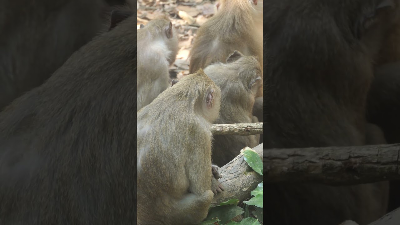Wildlife monkey in Amber troop 💕🐒❤️🐒💕😍  