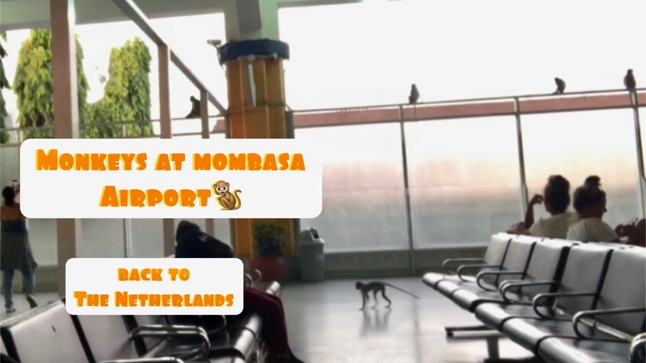 Traveling from Kenya to The Netherlands | Travel vlog | Cute monkeys at the Airport in Mombasa Kenya