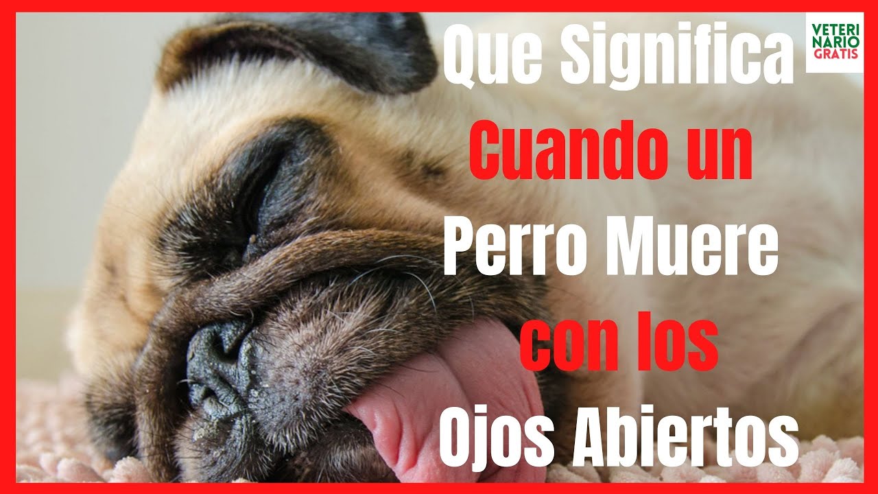 💔¿QUE SIGNIFICA CUANDO UN PERRO MUERE CON LOS OJOS ABIERTOS?💔 (con o sin EUTANASIA)