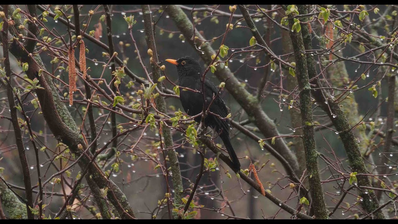 La lluvia que limpia el bosque