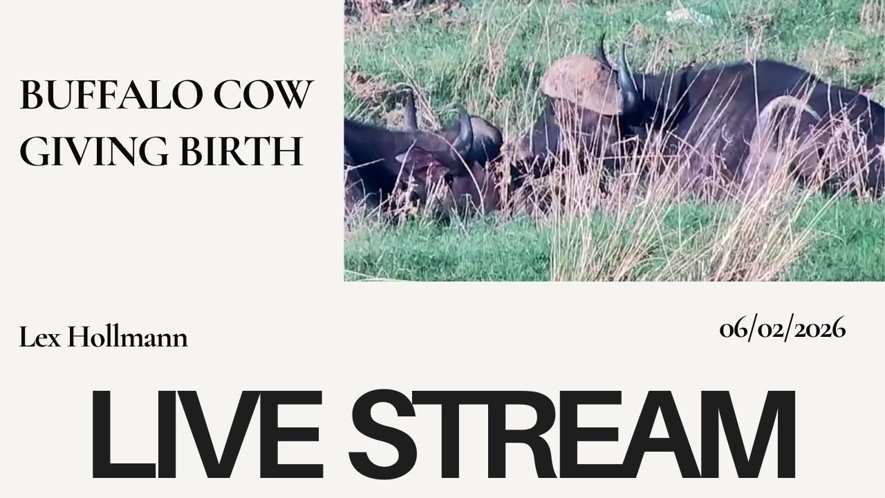 Buffalo cow giving birth live
