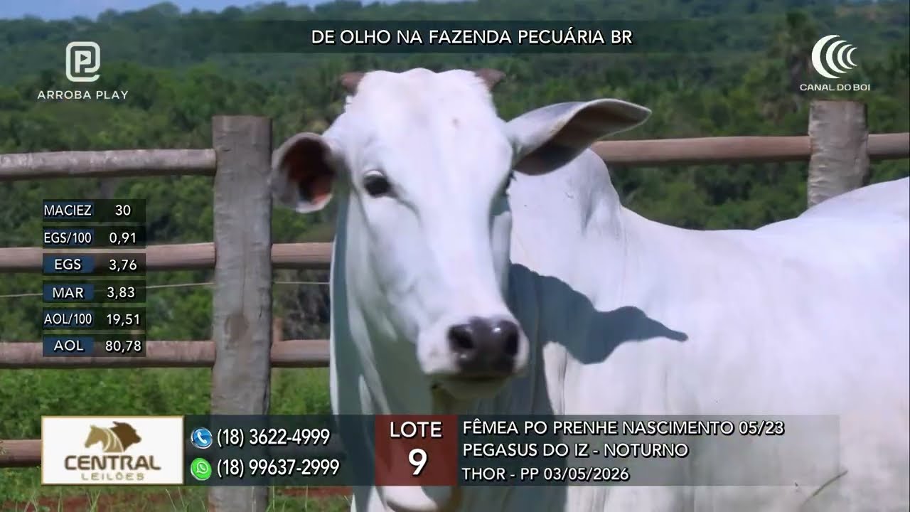 Pecuária BR vende a preço fixo fêmeas nelore selecionadas a partir de segunda no Canal do Boi