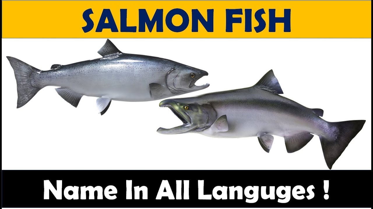 SALMON Fish Name In Different Languages