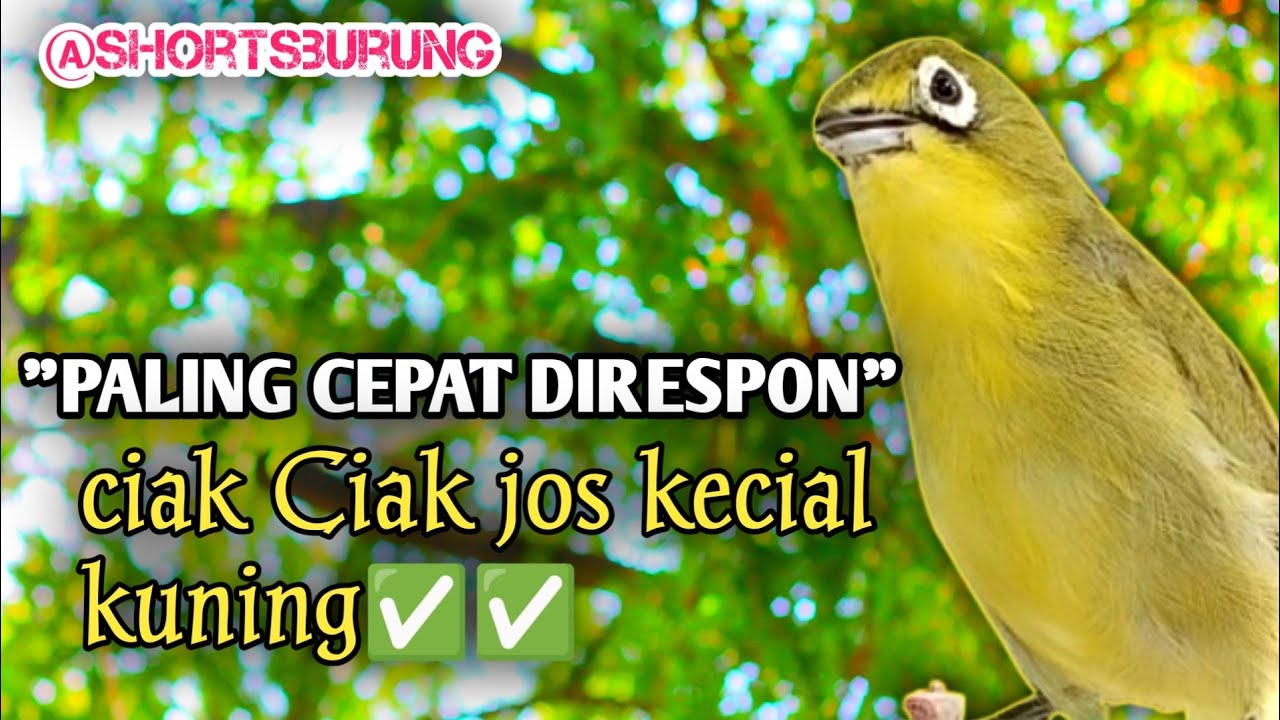 MASTERAN KECIAL KUNING LOMBA SUARA CIAK CIAK JOSS || TERAPI KECIAL KUNING MALAS BUNYI